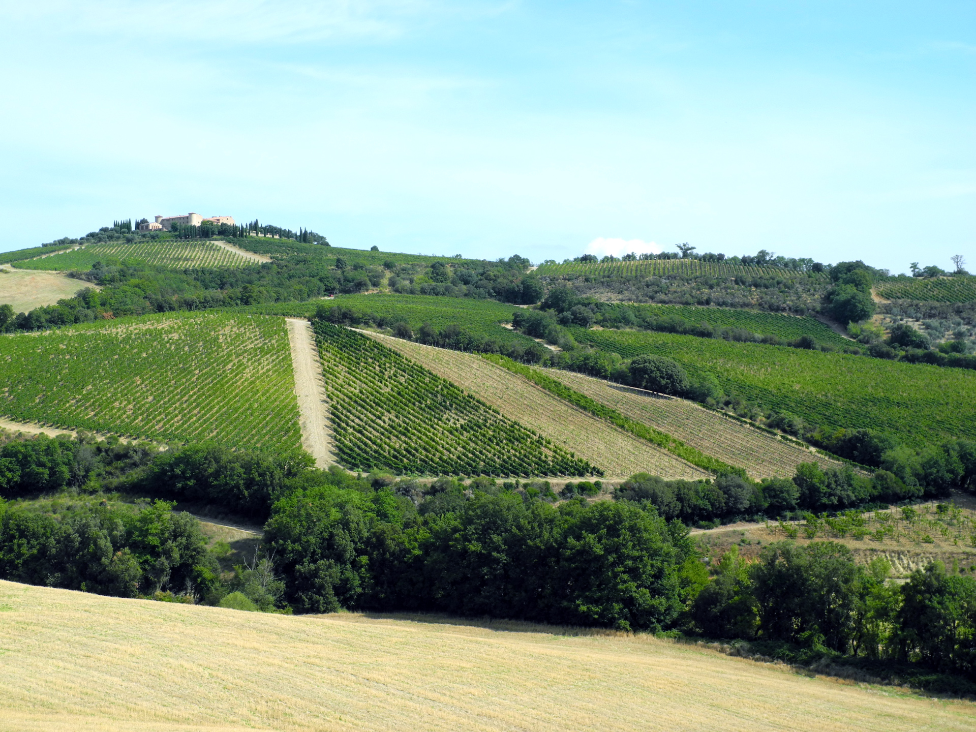 Colle Massari vineyards