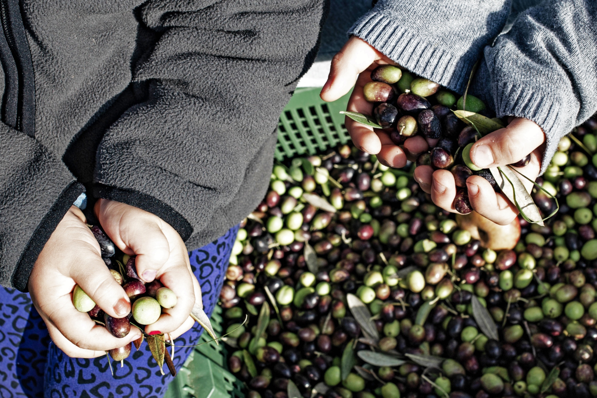 Children during the olive harvest