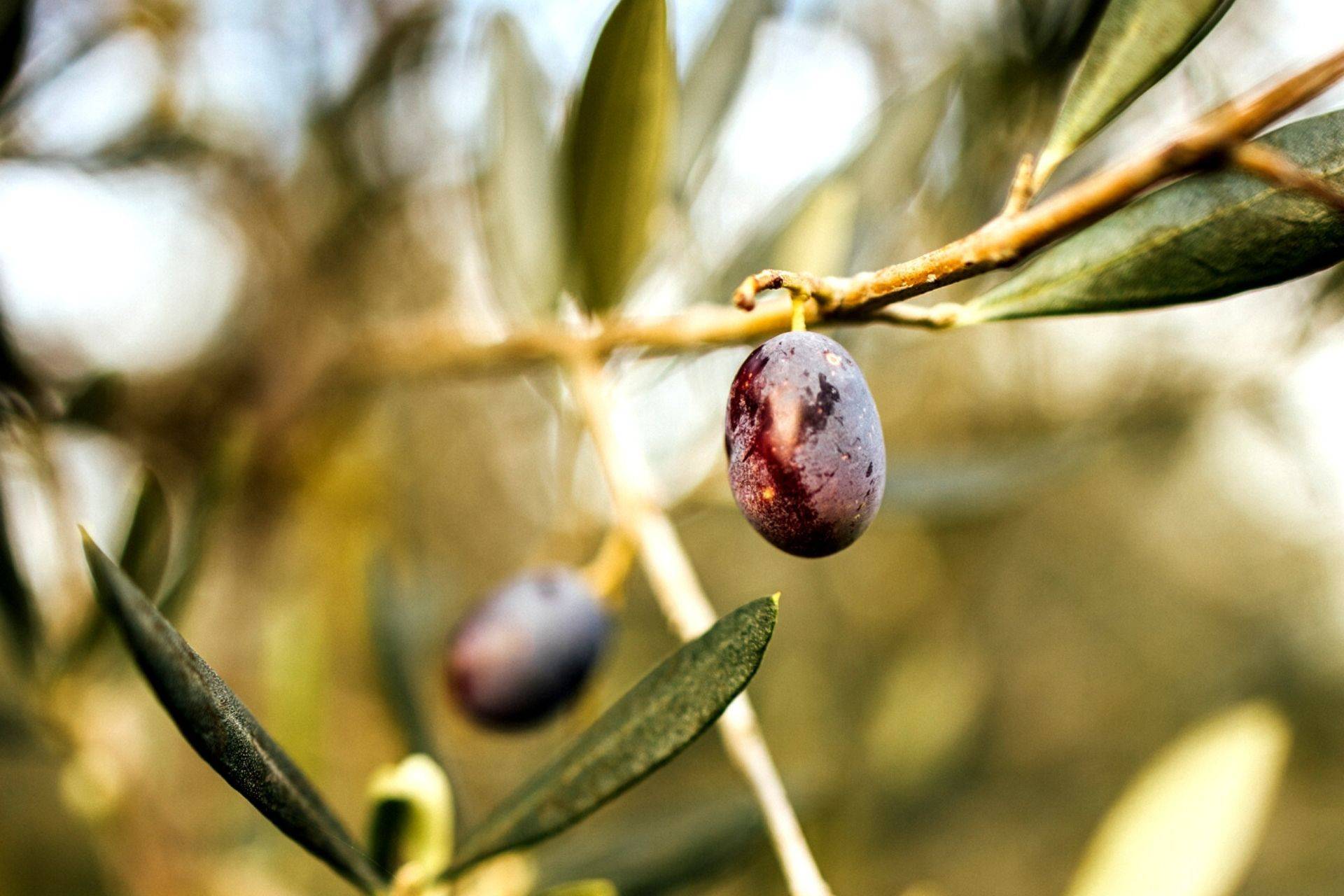 Valdichiana Aretina's olives
