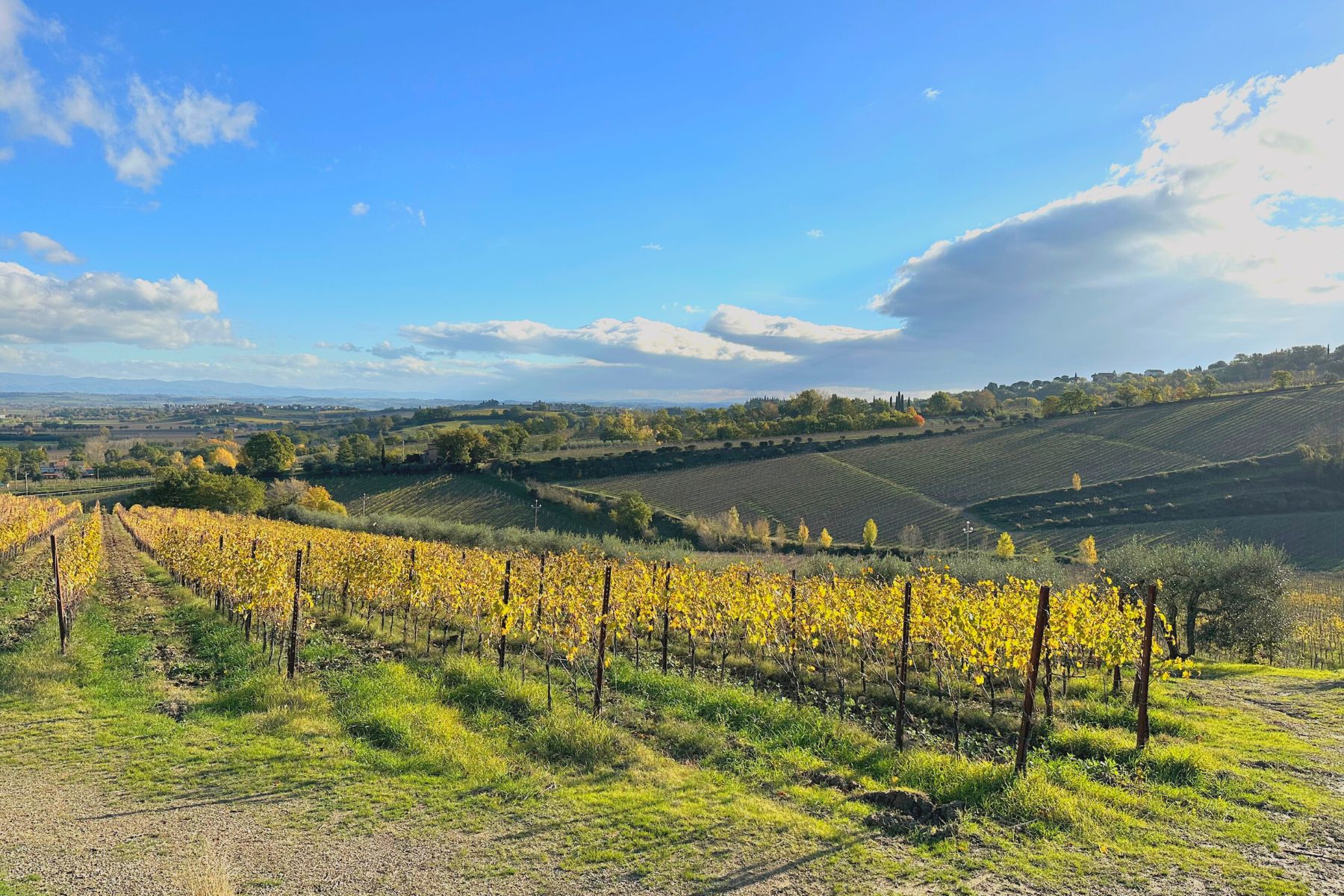 Vineyards around Montepulciano