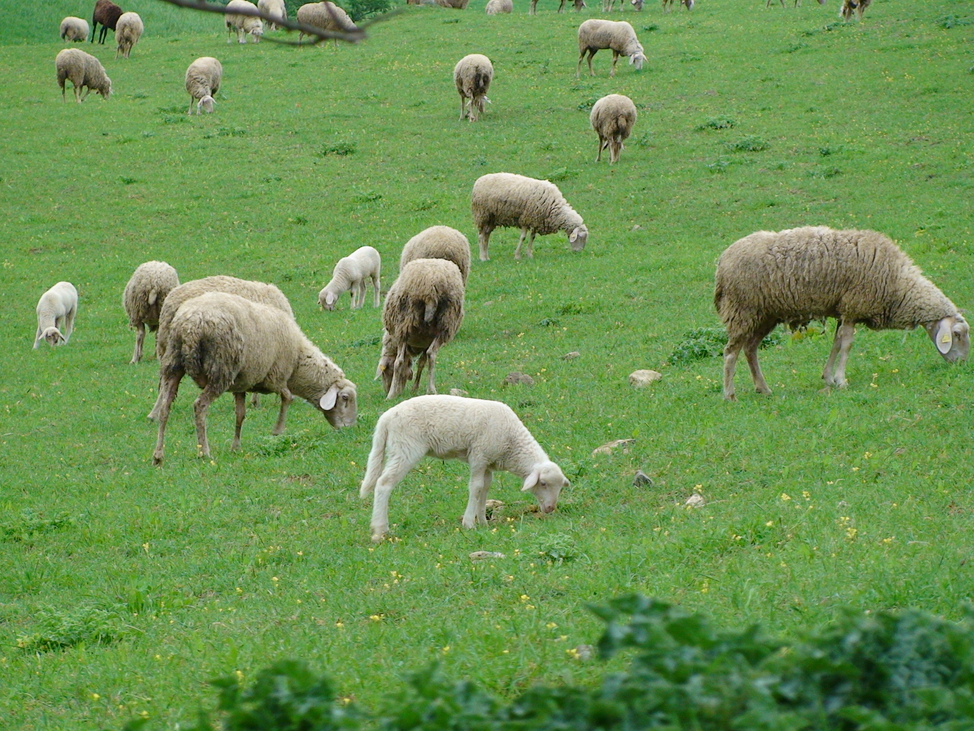 Lamb of Zeri and its breeders
