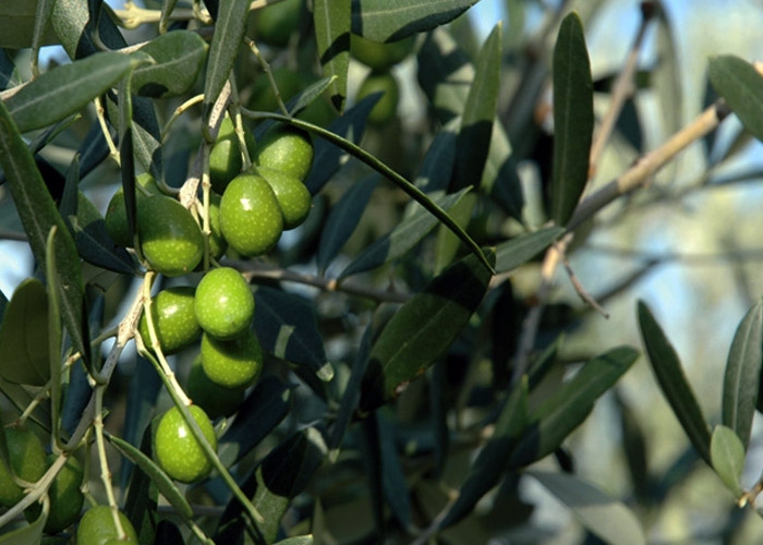 Olives in Seggiano