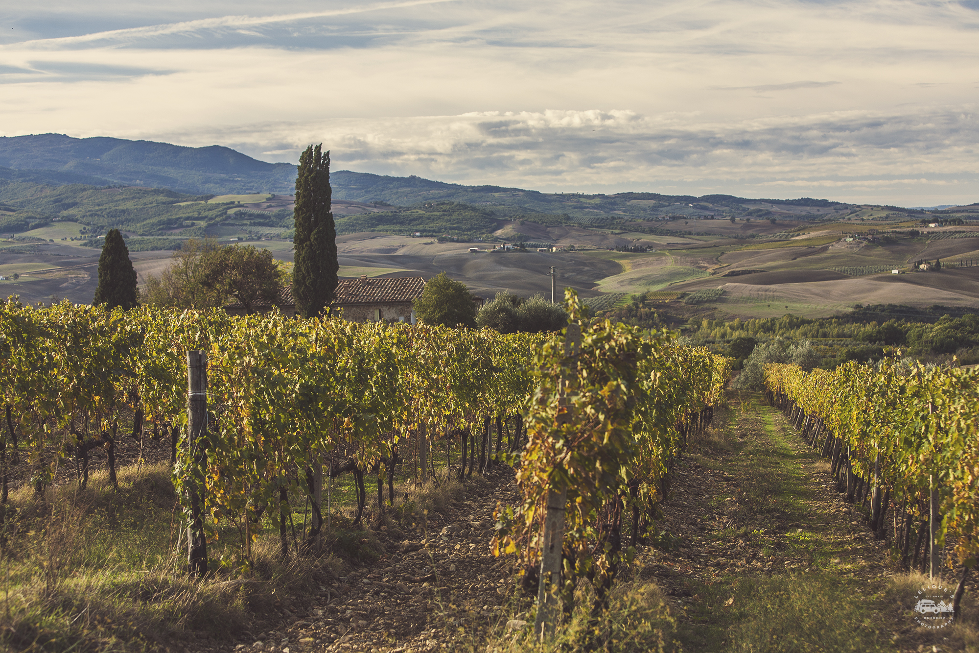 Brunello vineyards near Montalcino