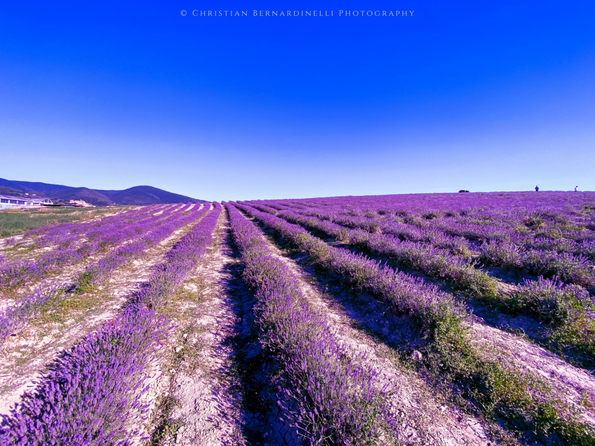 Lavender Fields in Santa Luce