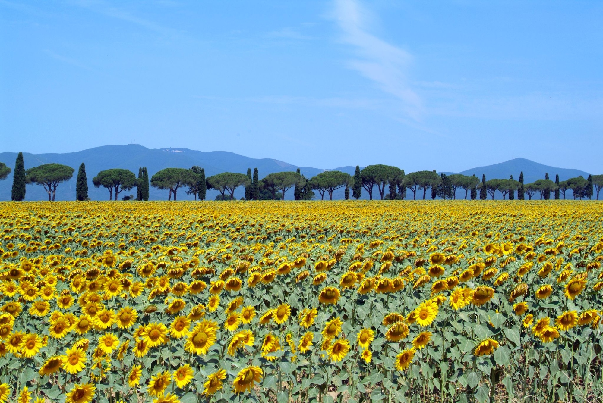 sunflower fields in Maremma
