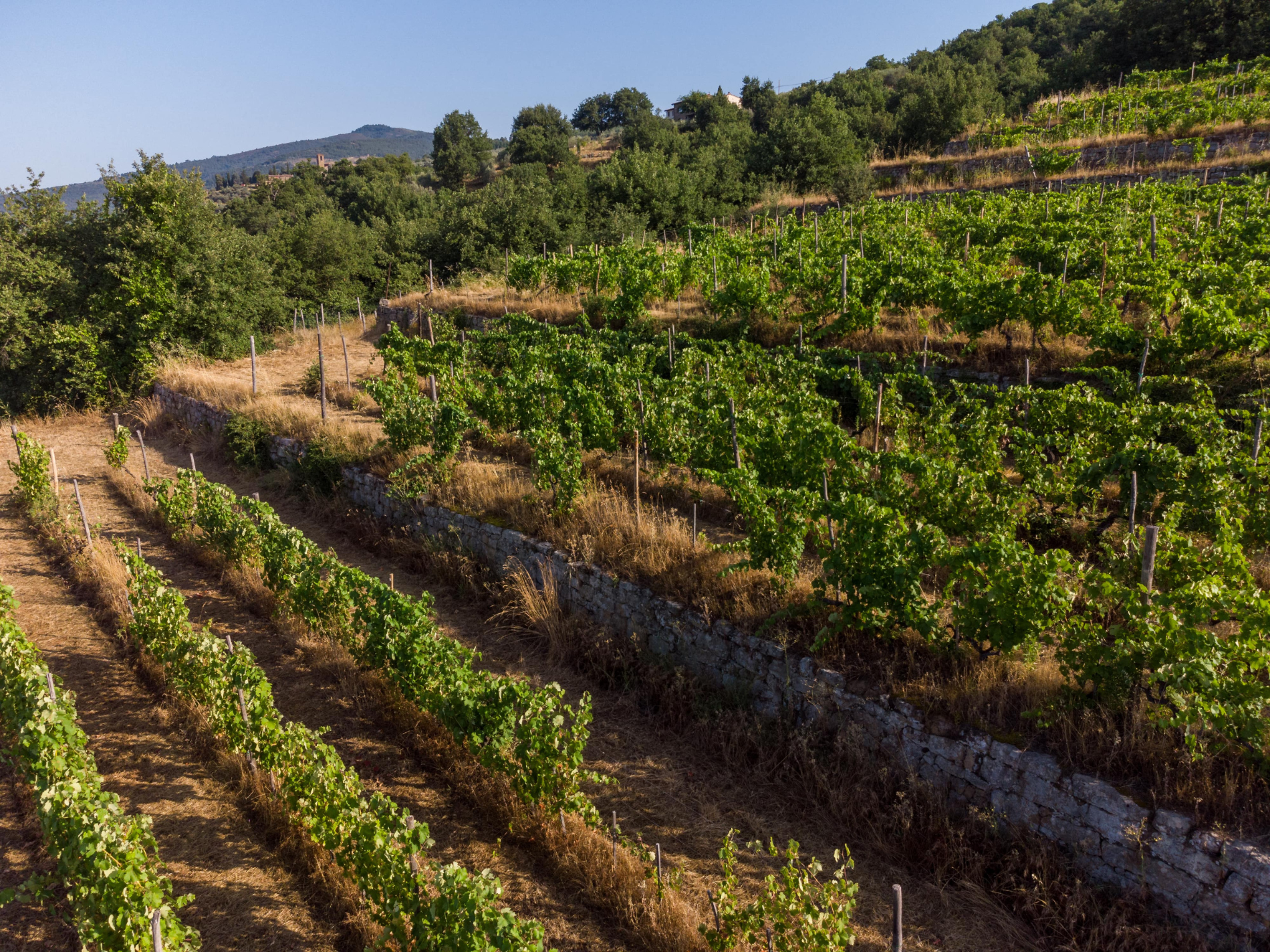 Vigna delle Sanzioni