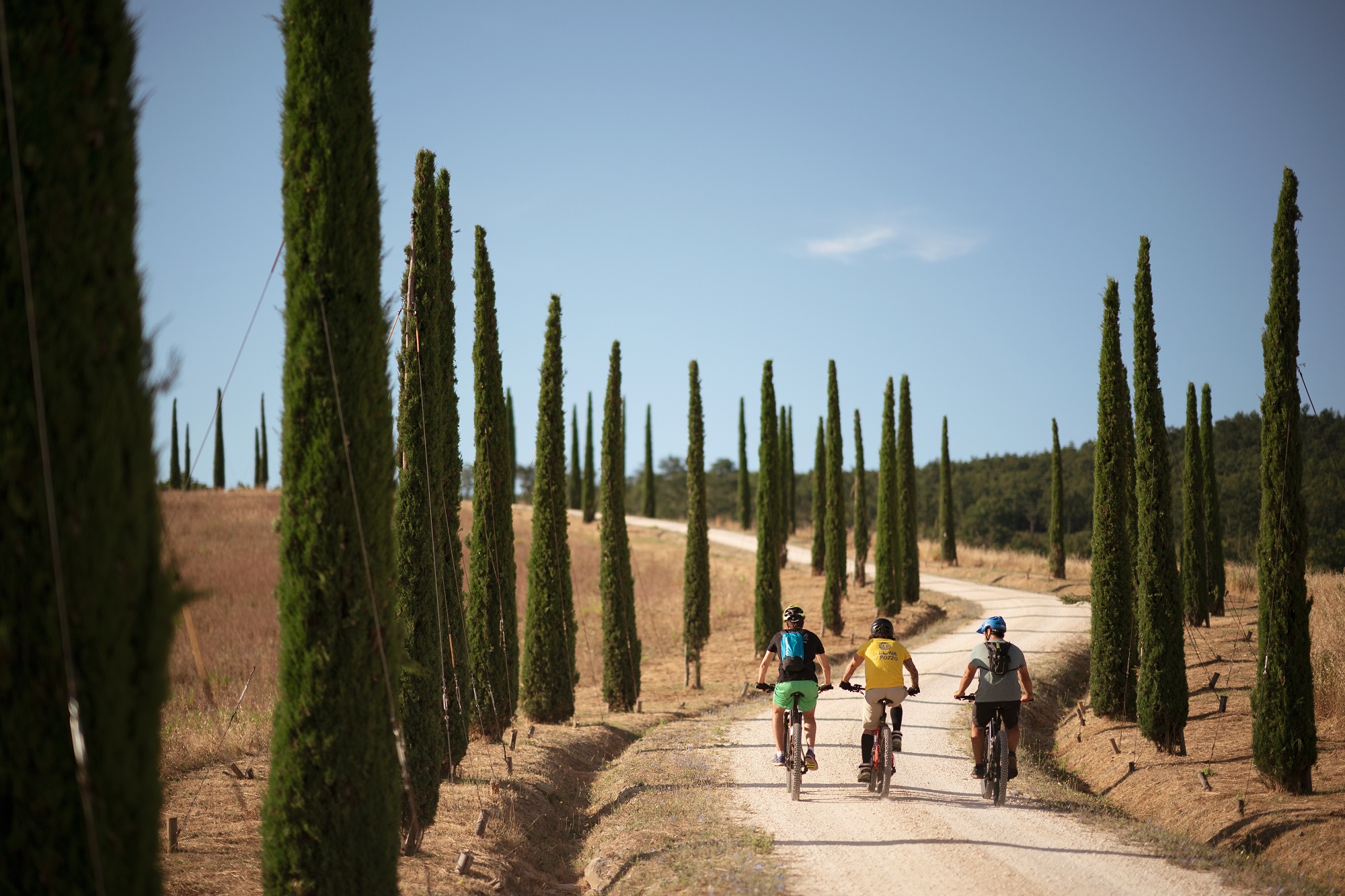 Three people riding bicycles on a gravel road between two rows of cypress trees