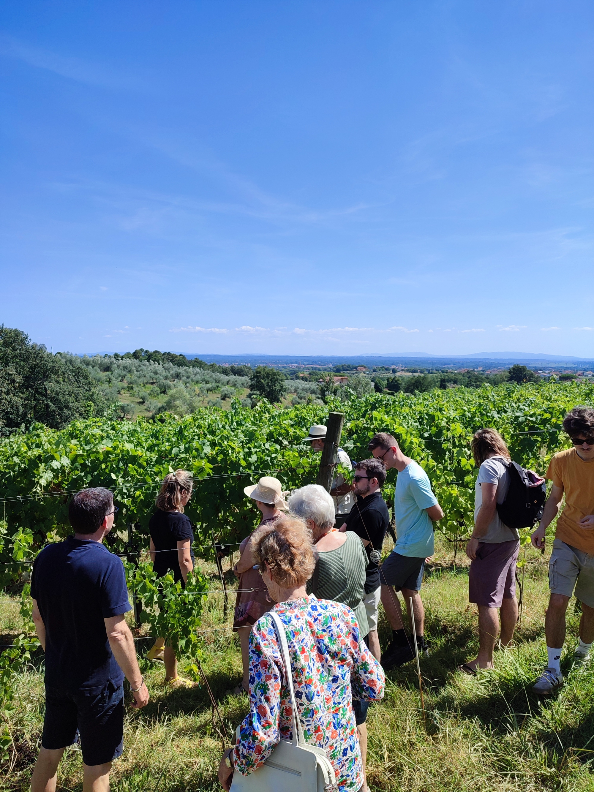 Private wine tour with sommelier around Lucca hills
