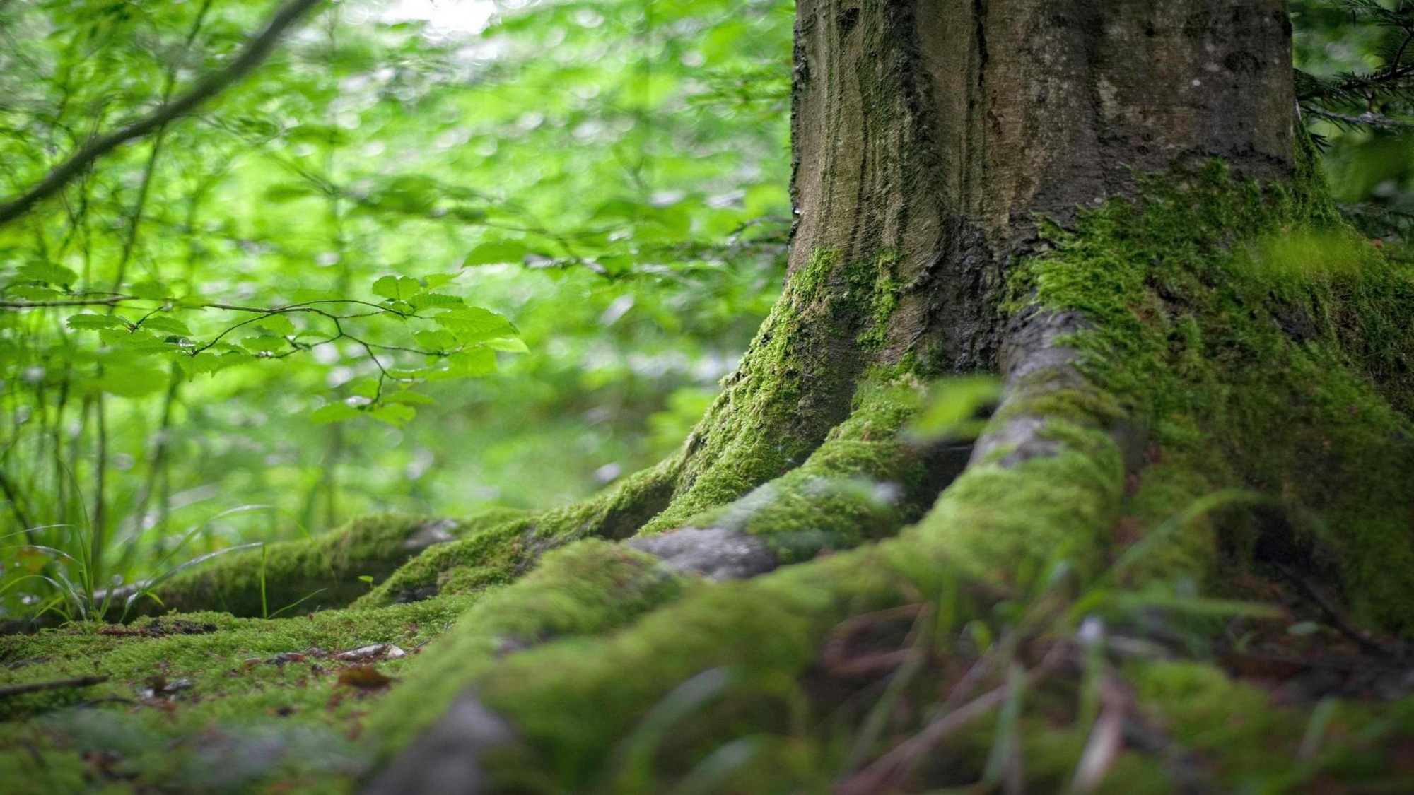 Un’escursione di 16 km nel Parco Nazionale delle Foreste Casentinesi