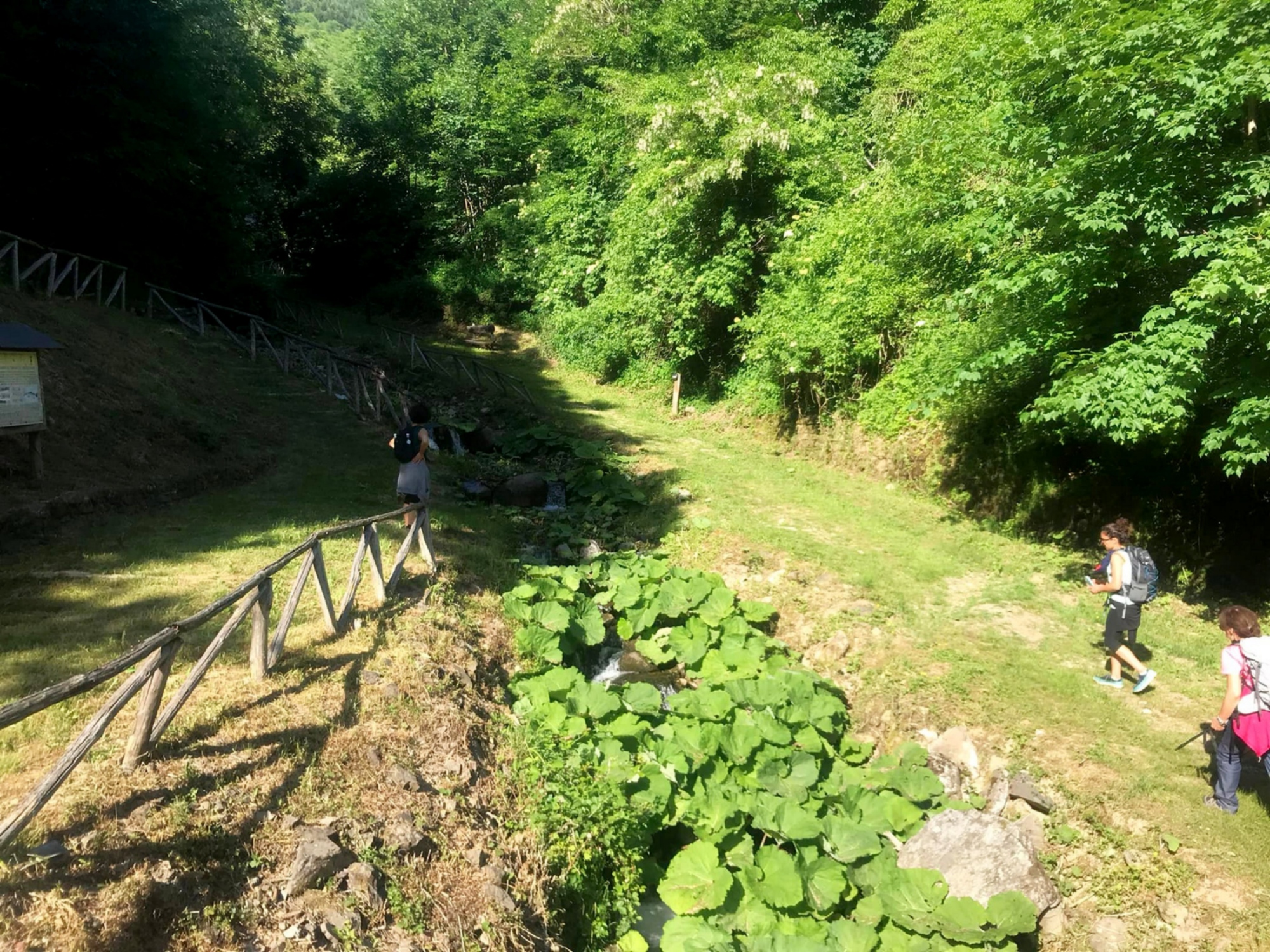 Excursion to the Javello Beeches near Prato