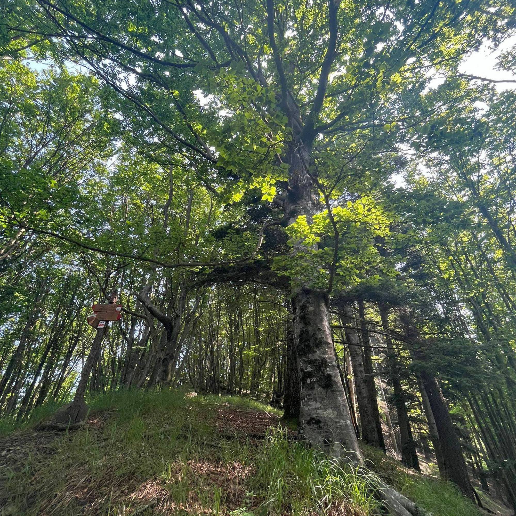  Tour gratuito all'interno del complesso forestale Giogo-Casaglia