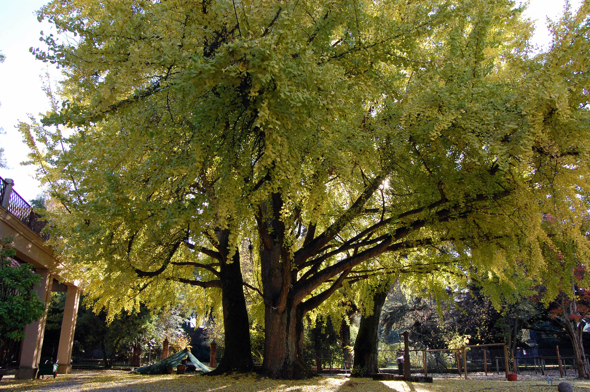 ginko biloba dell