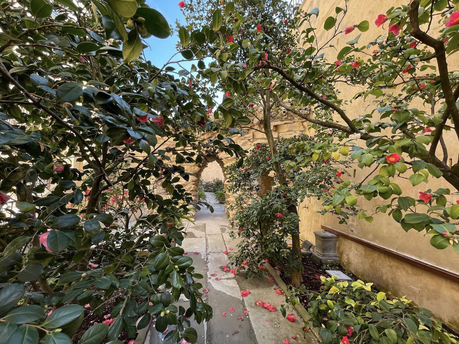 Il Giardino delle Camelie nel Giardino di Boboli di Firenze