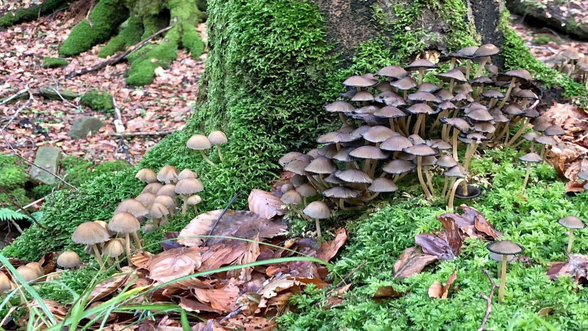 Un’escursione di 16 km nel Parco Nazionale delle Foreste Casentinesi