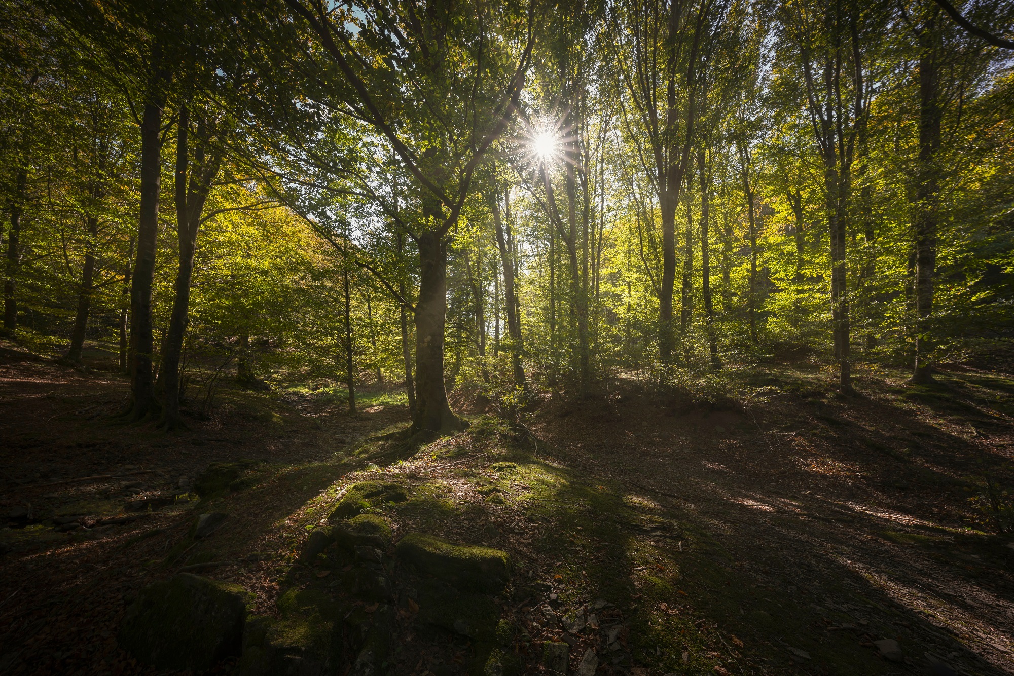 Réserve biogénétique de l’Acquerino