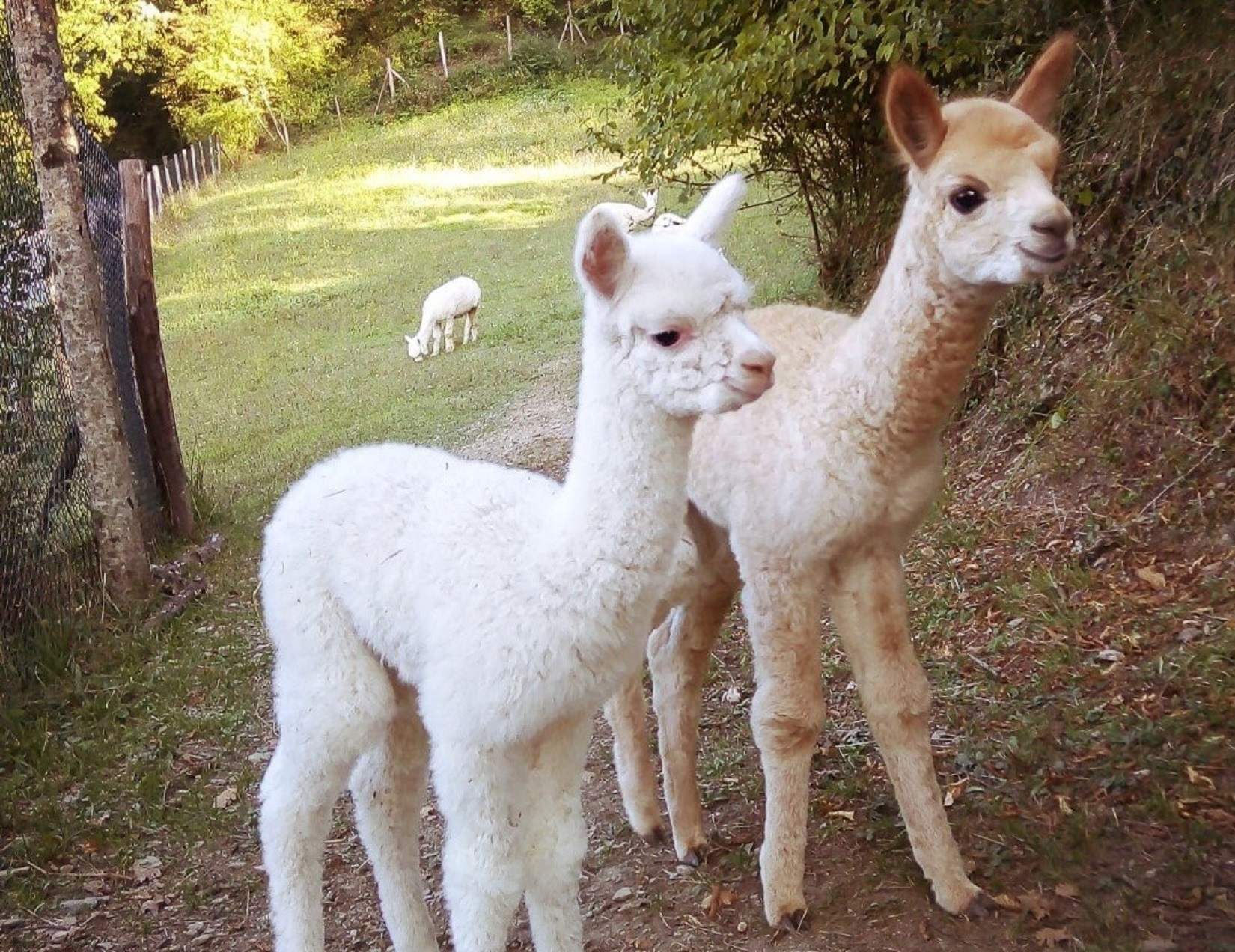 Trekking alla Rocca di Cerbaia e visita in allevamento di alpaca all'Antico Feudo