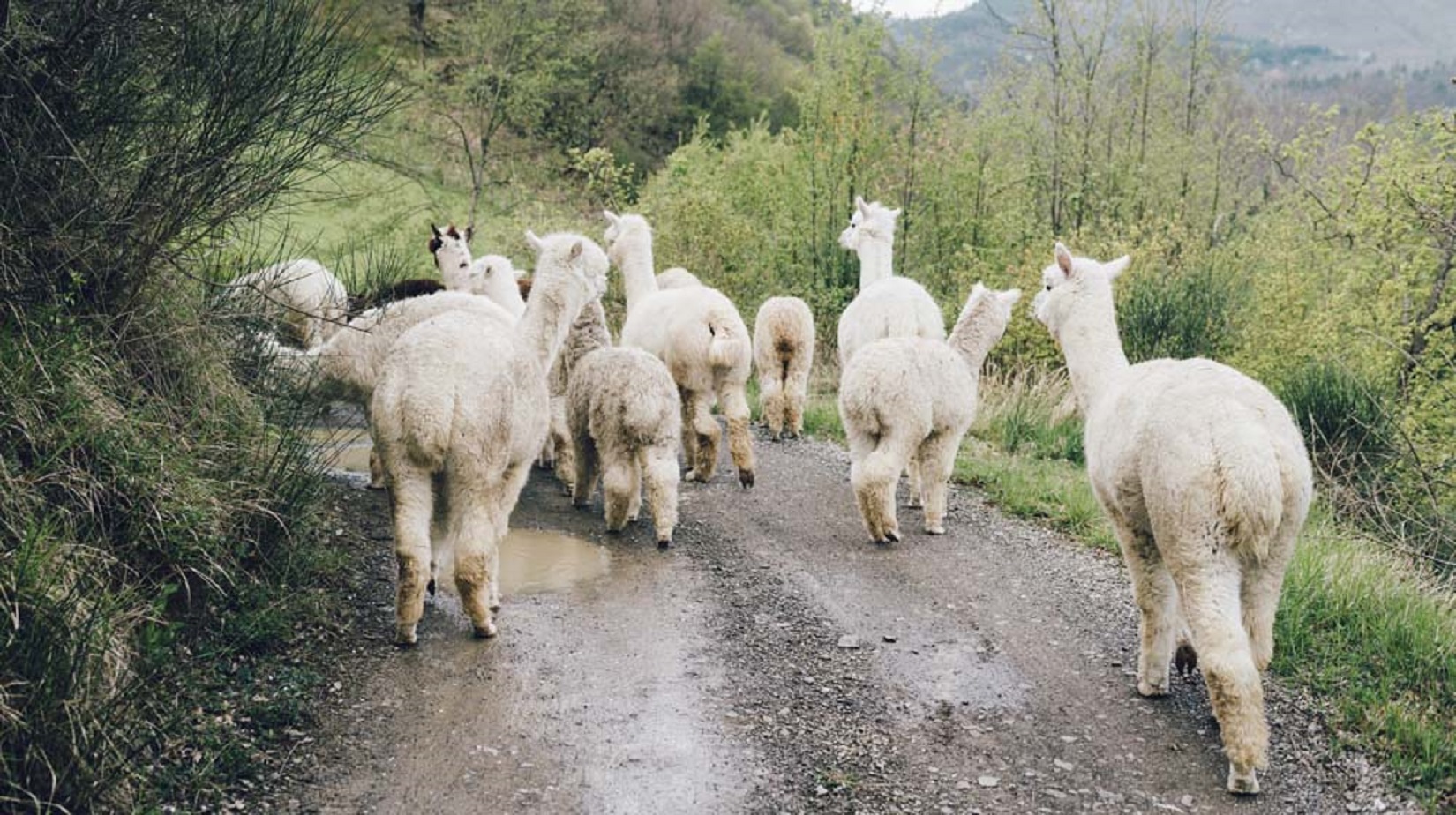 Trekking alla Rocca di Cerbaia e visita in allevamento di alpaca all'Antico Feudo