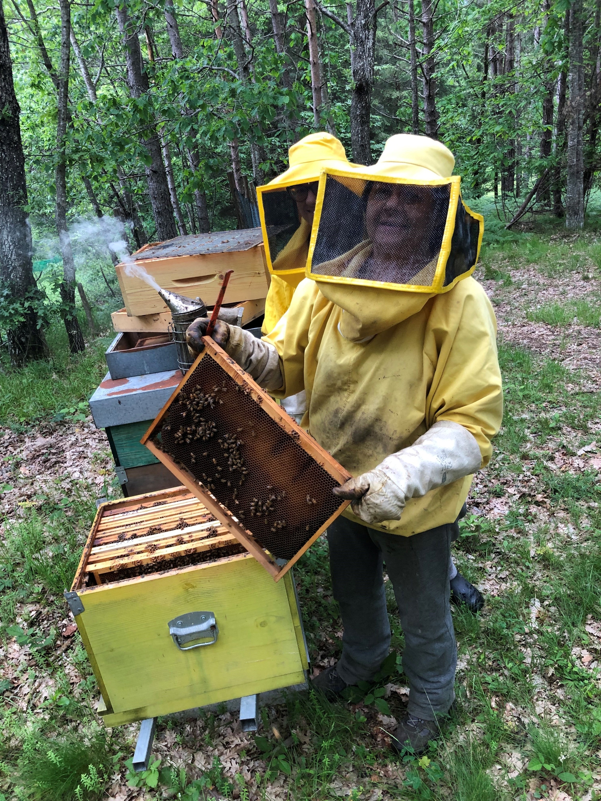 Una giornata in natura con le api con assaggio di miele e formaggi in agriturismo a Villa Basilica
