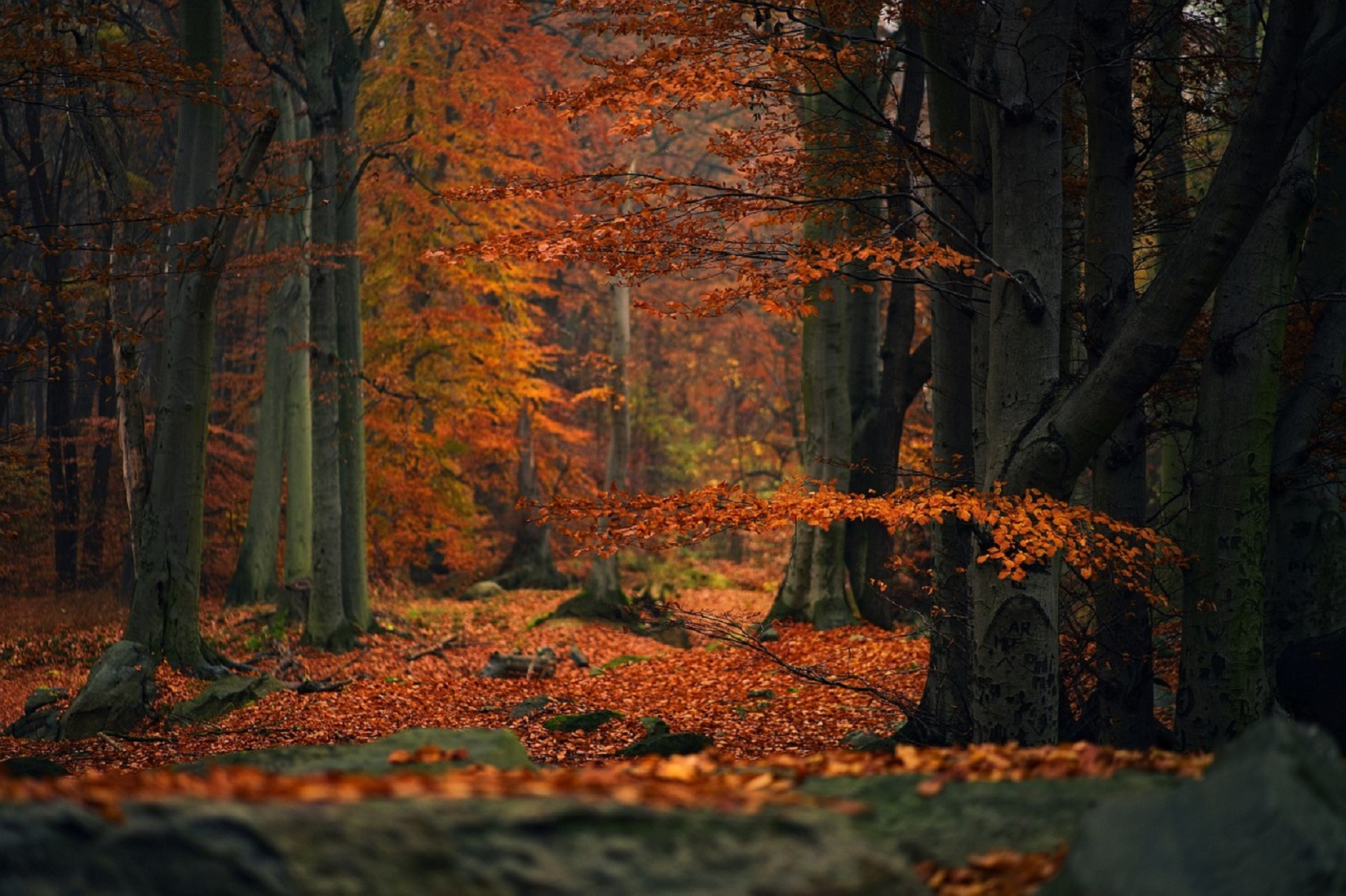 Trekking autunnale sulla via dei Tabernacoli alle Cannicciaie