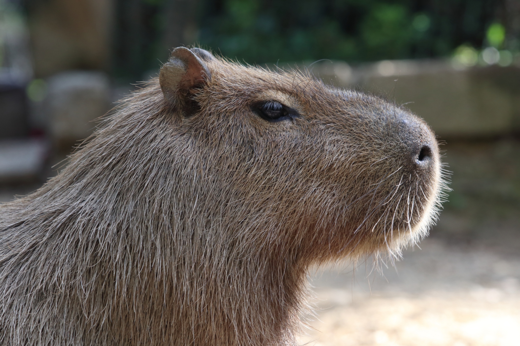 Capybaras