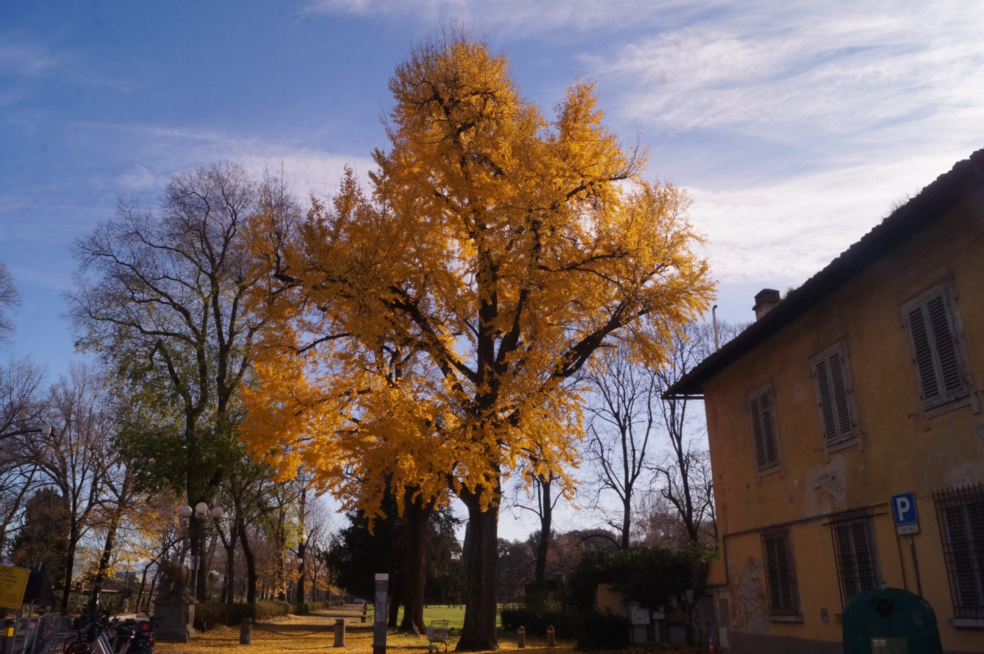 Albero di ginkgo lungo l'Arno