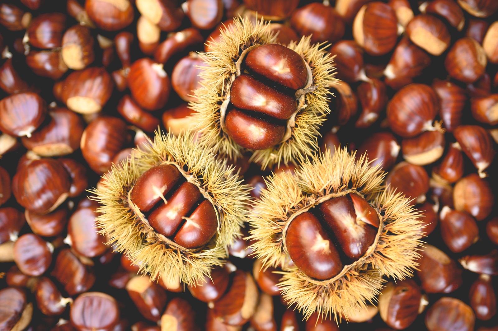 Le castagnate di ottobre in Lunigiana - Sagre, feste e sapori d’autunno nei paesi della Lunigiana