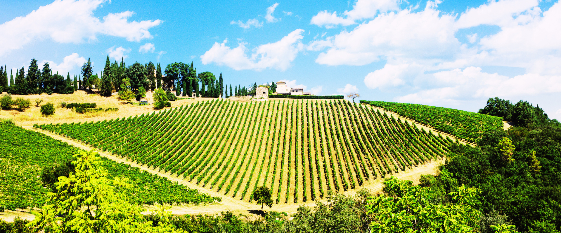 Viaggio nella campagna del Chianti: storia e degustazione di vini!