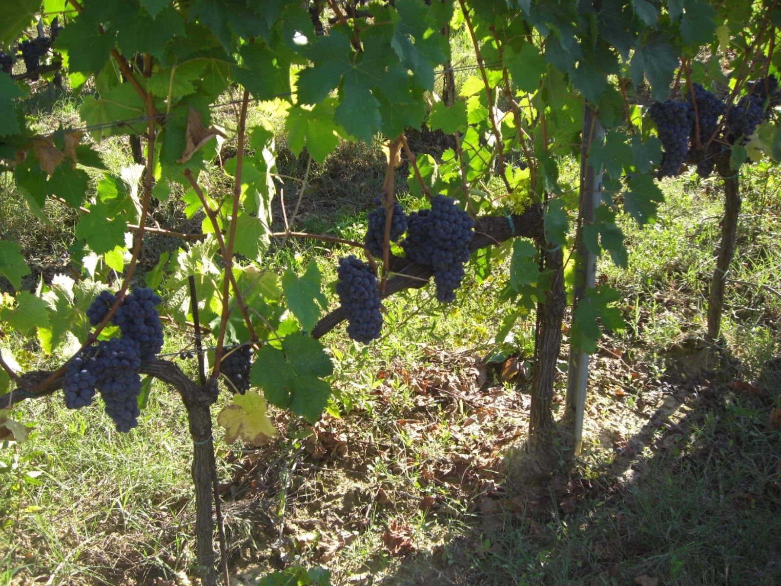 Wine tasting in the vineyards of Montecarlo