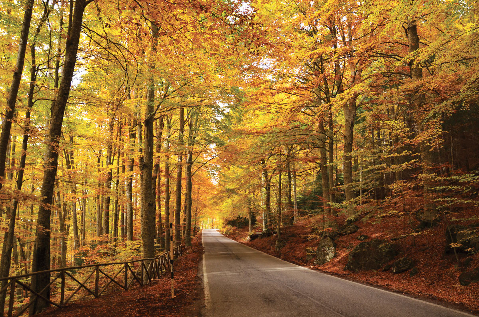 Feuilles mortes sur le mont Amiata