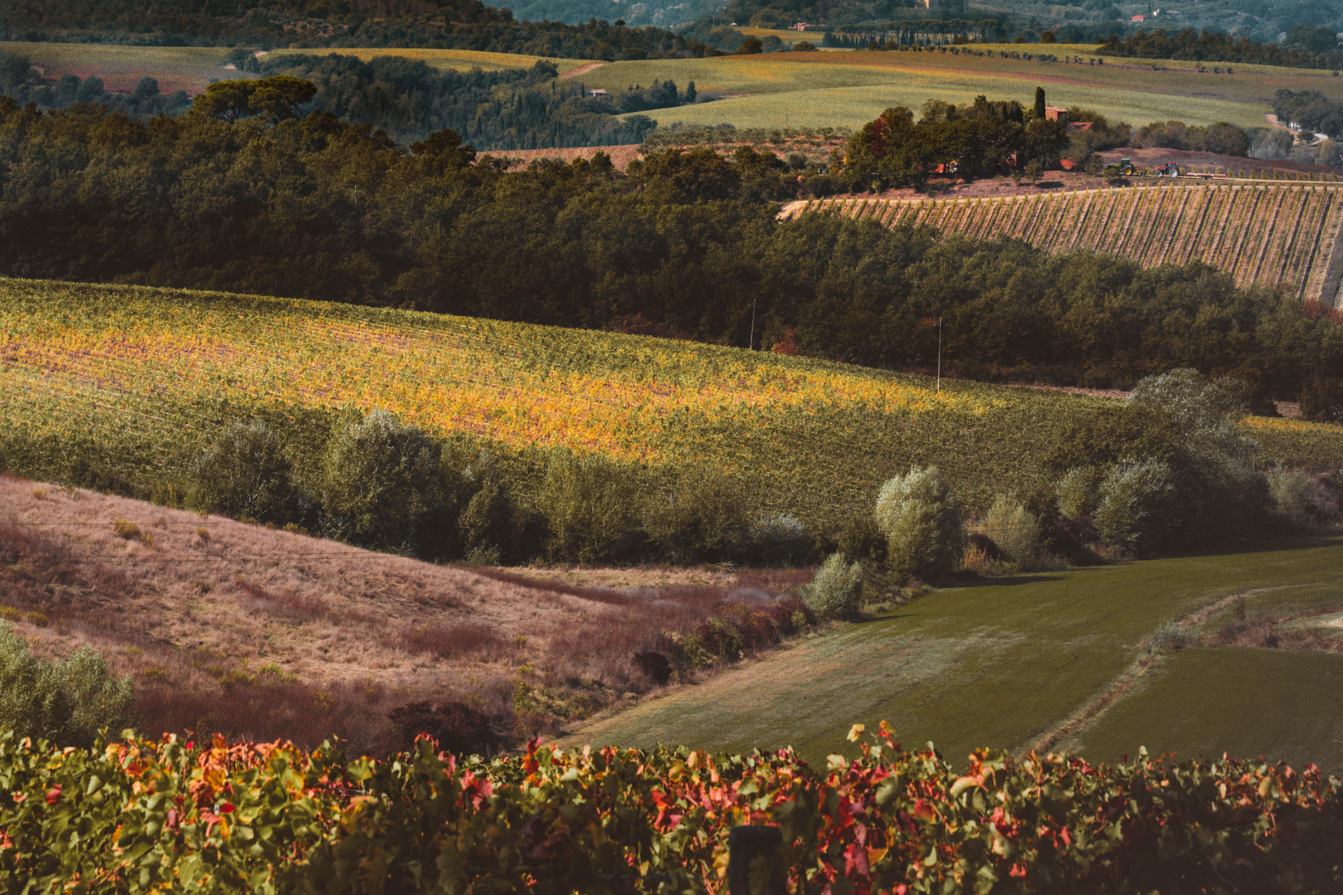 Das Panorama des Sennewalds