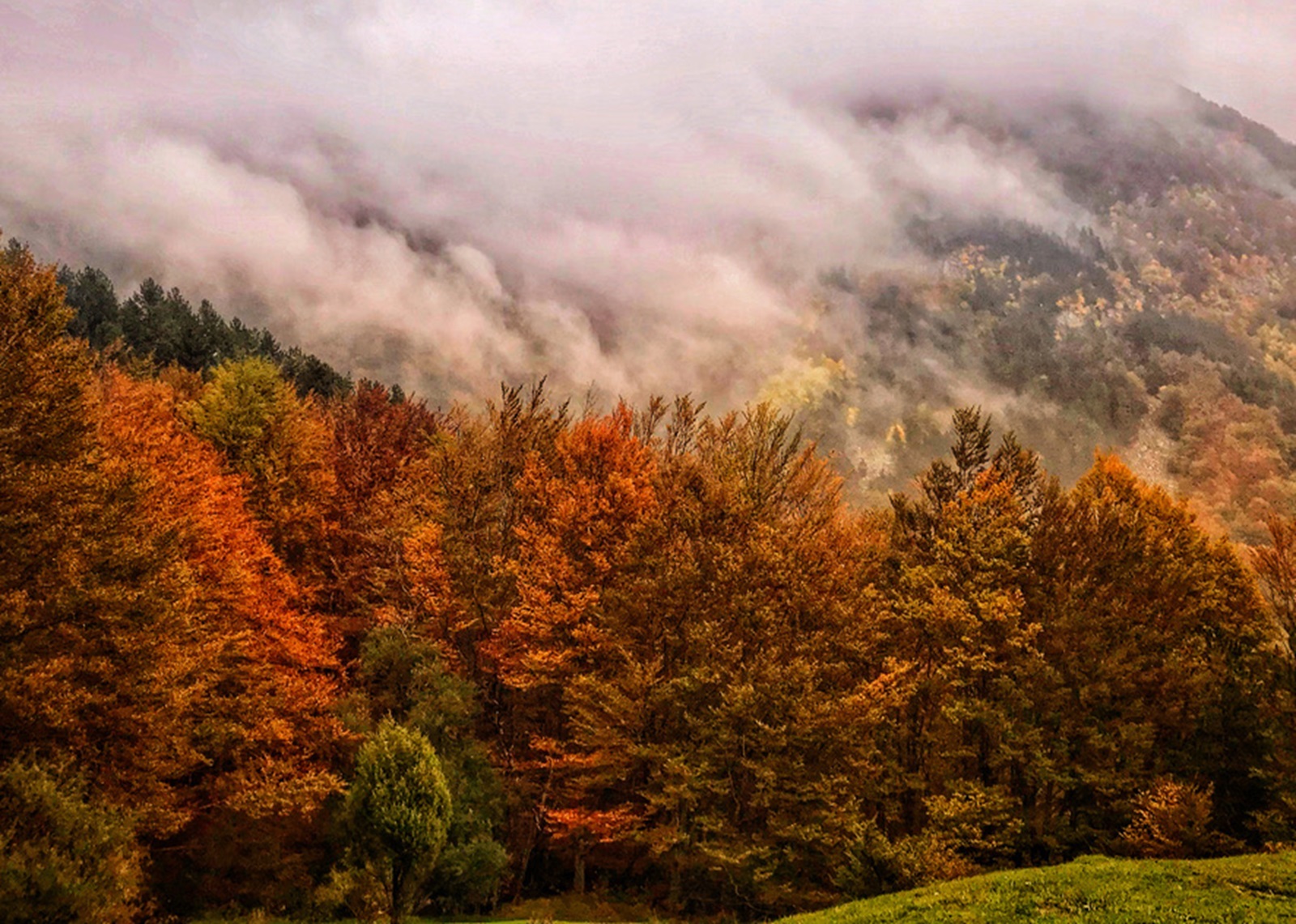 Bosco in autunno in Lunigiana