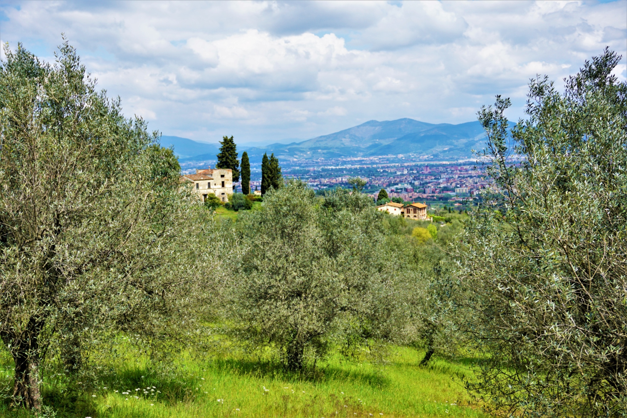 colline di Scandicci