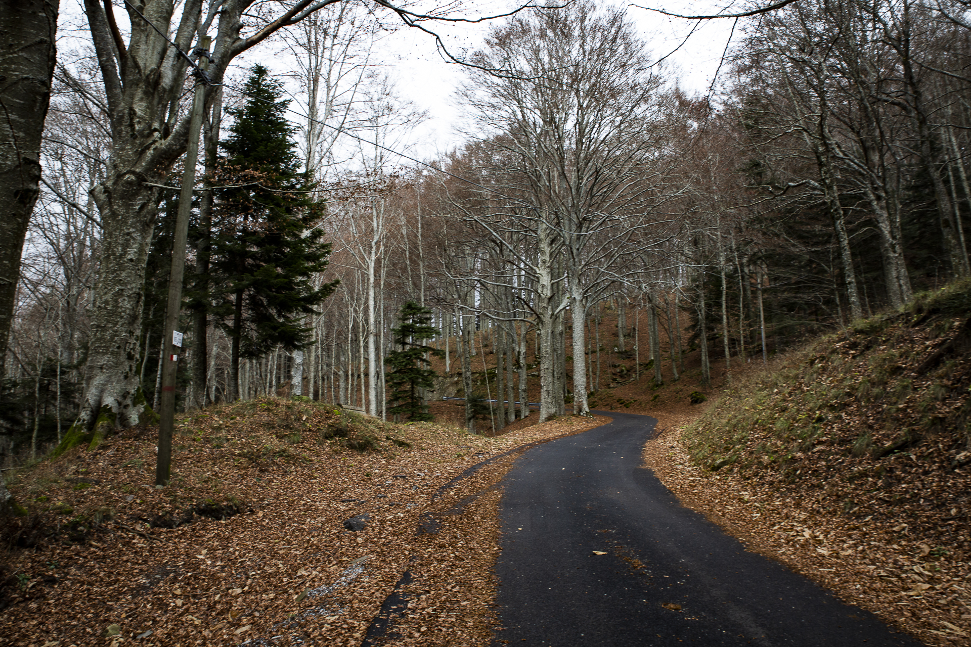 Foresta del Teso