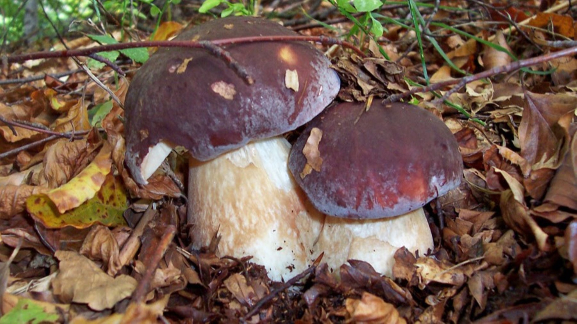 PGI Mushroom of Borgotaro