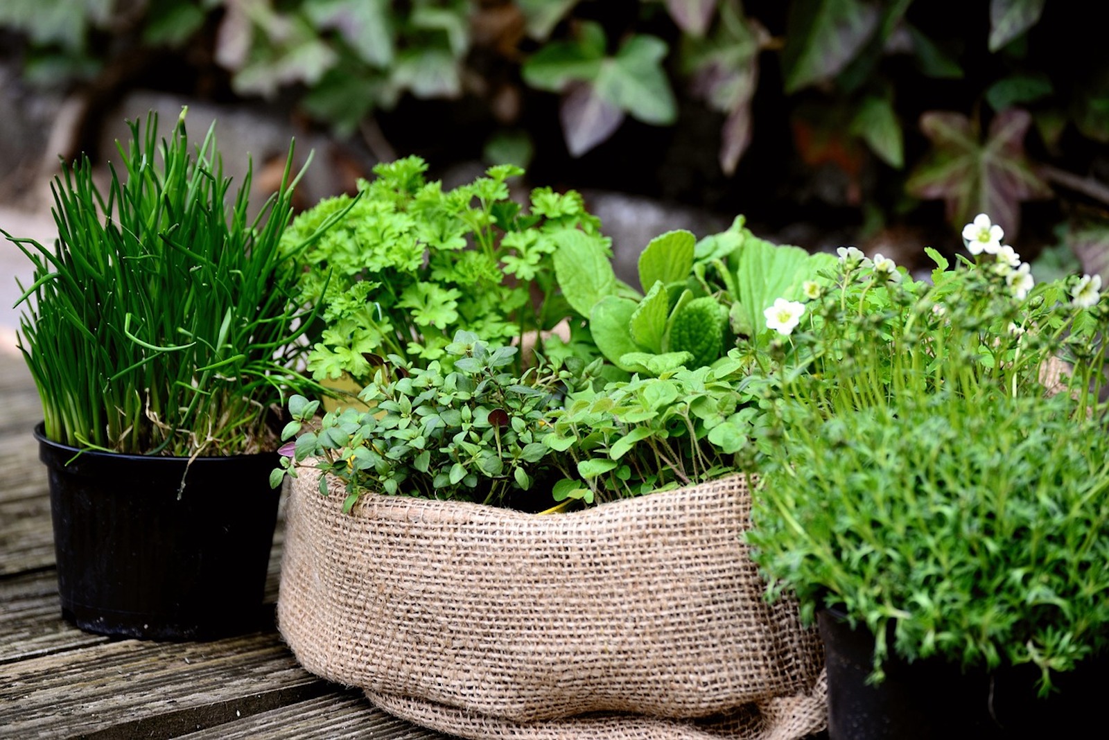 Herbs in pots