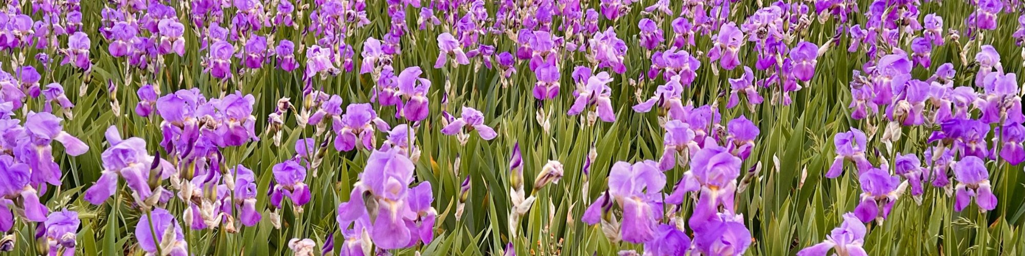 A field of iris in Valdarno