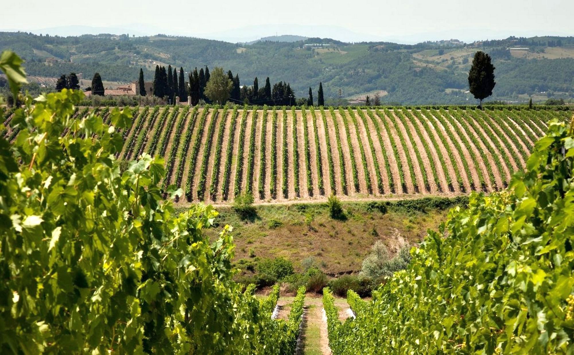 Chianti Classico Tours