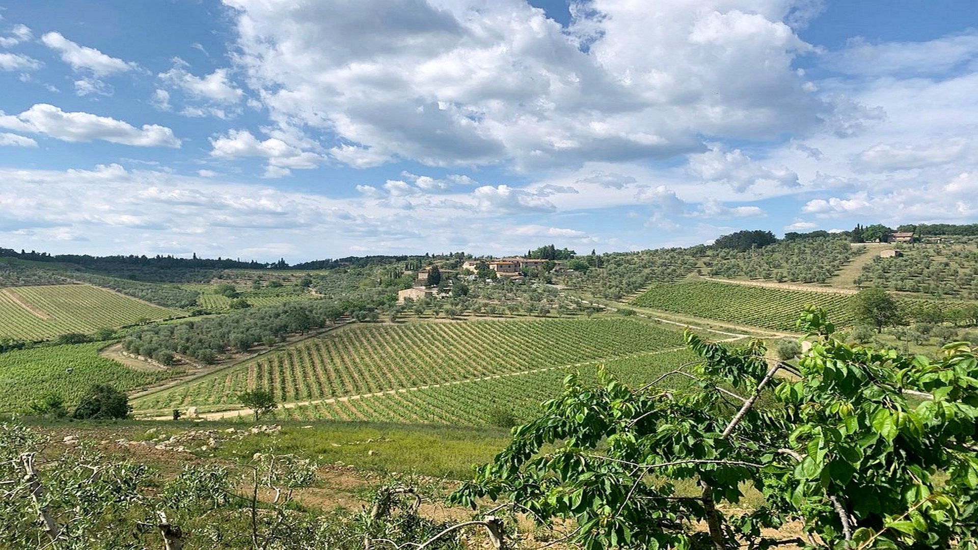 Trekking da San Sano al Castello di Ama, nel Chianti senese