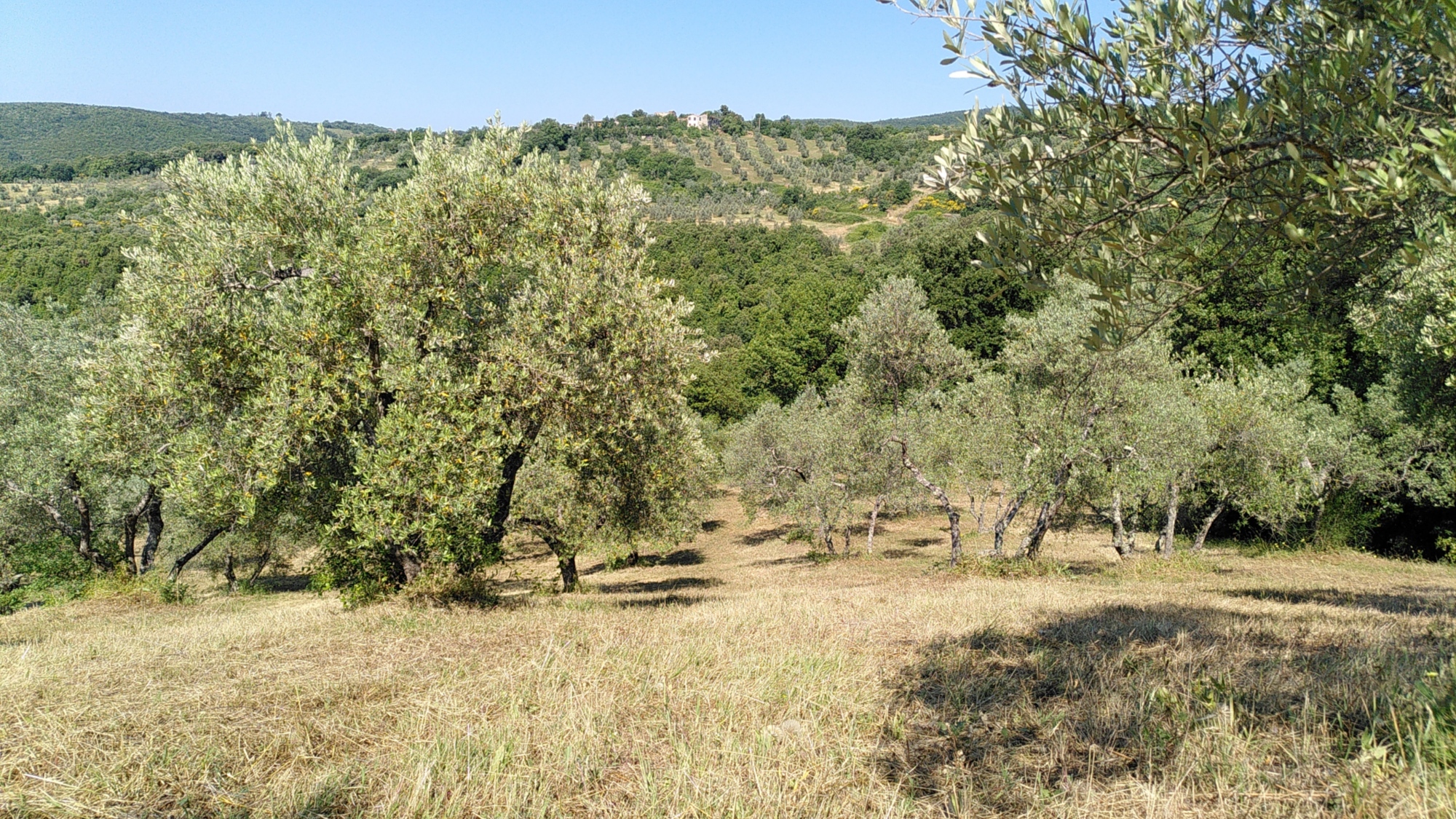 Degustazione olio EVO di Casa Julia