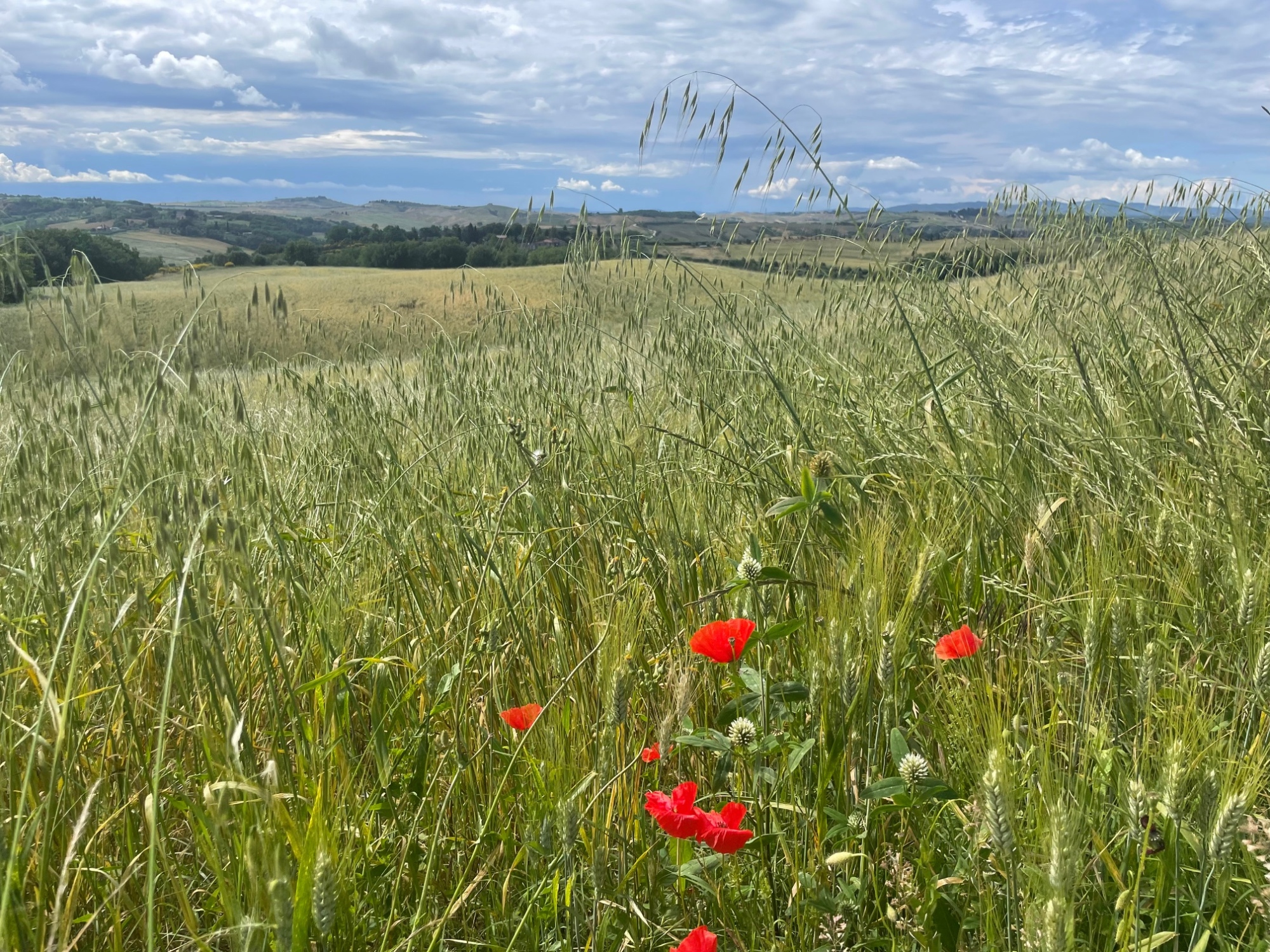 Treno a vapore da Siena a Buonconvento per Pasquetta