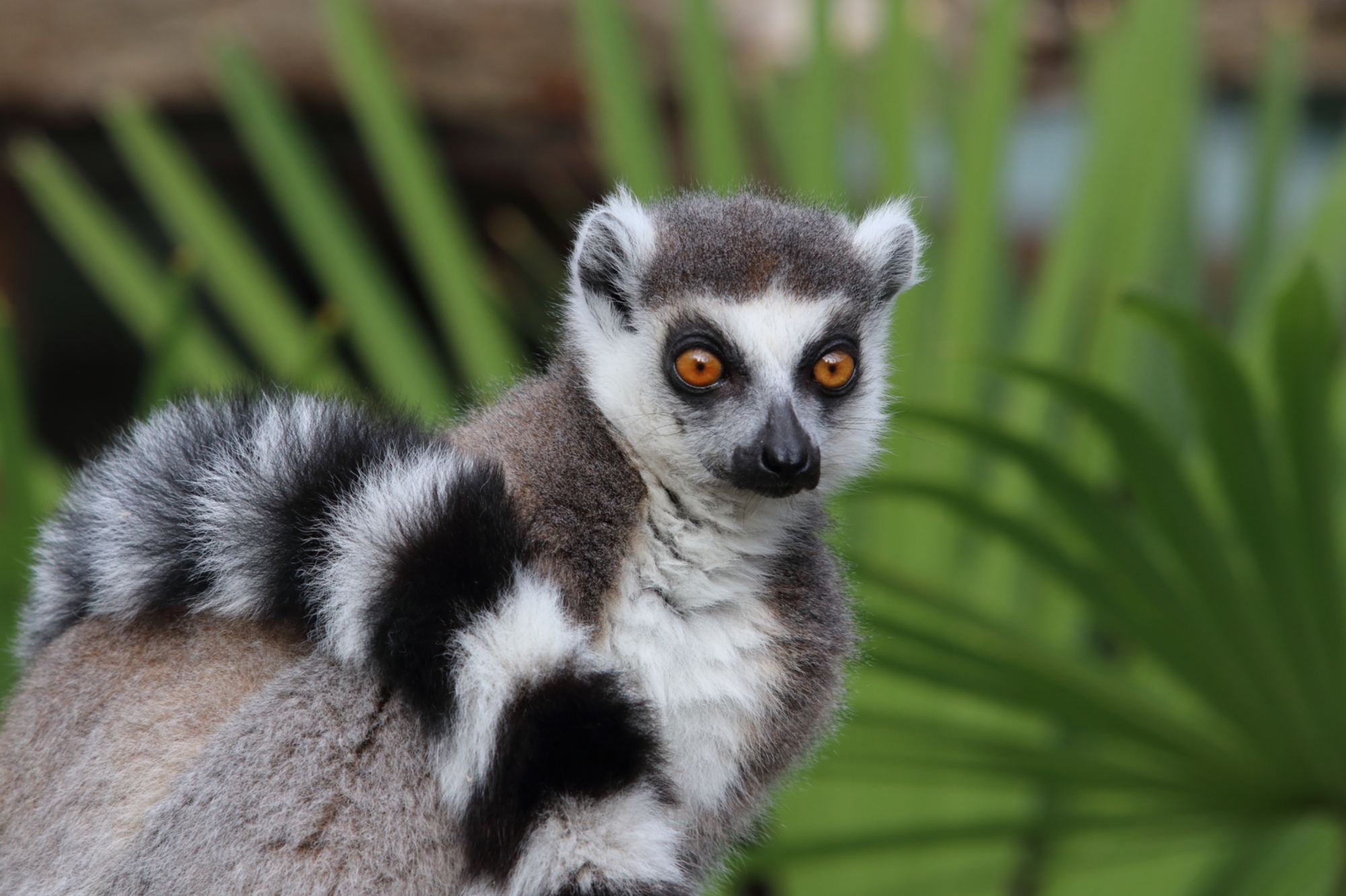 Lemurs