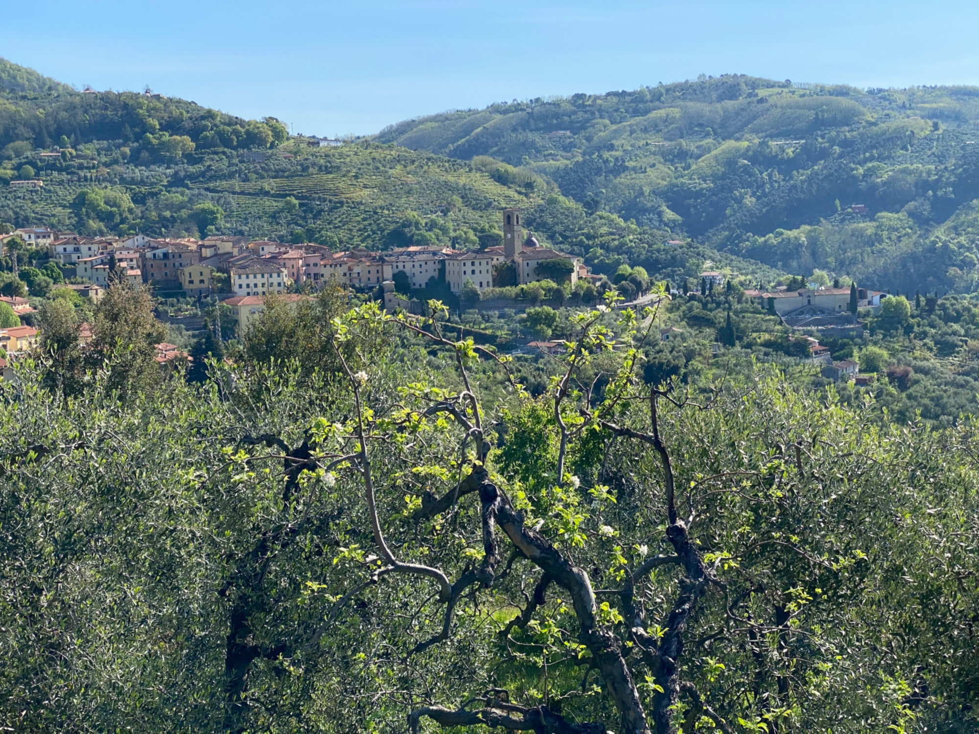 The landscape of Massa e Cozzile