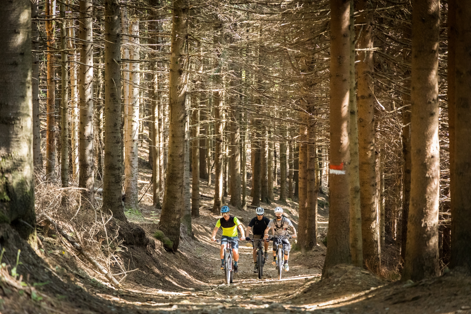 Der Wald von Brattello mit dem Fahrrad