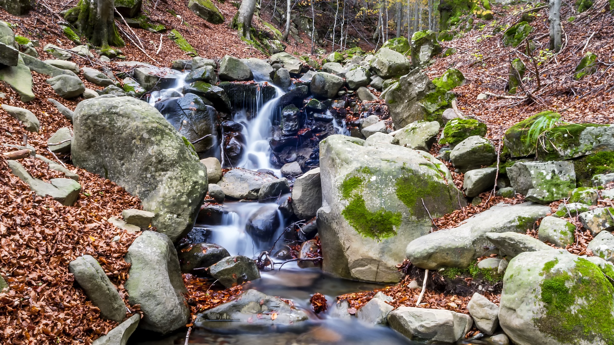 Foresta del Teso