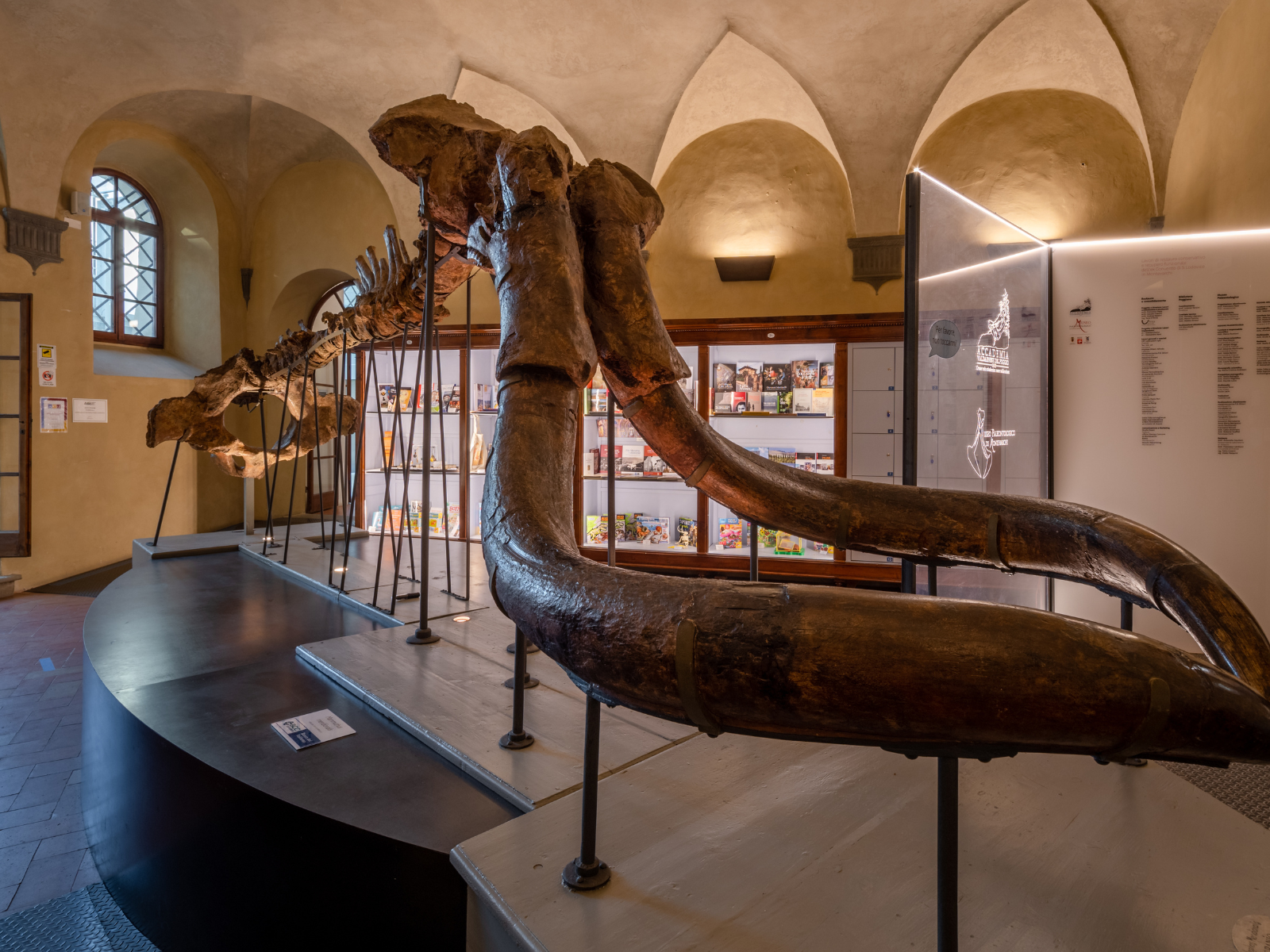 Una sala del Museo Paleontologico di Montevarchi. Al centro l'impressionante fossile del Mammut Meridionale .