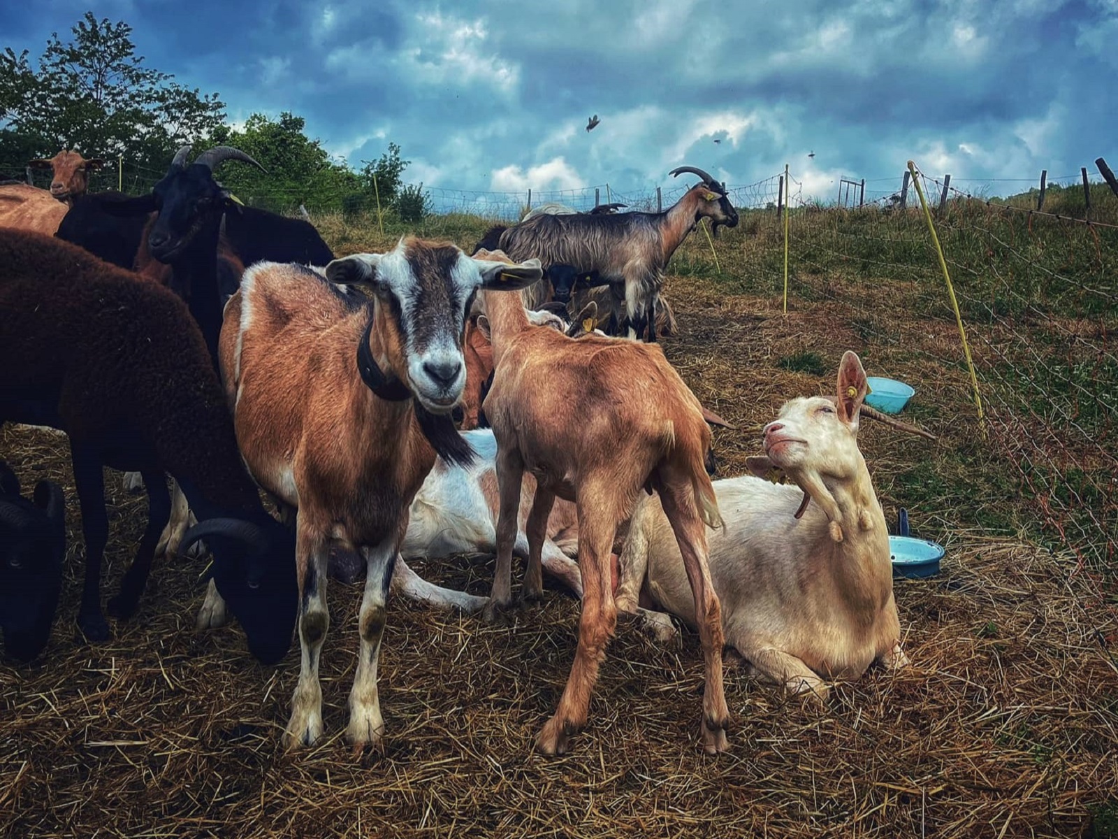 A day with the shepherd