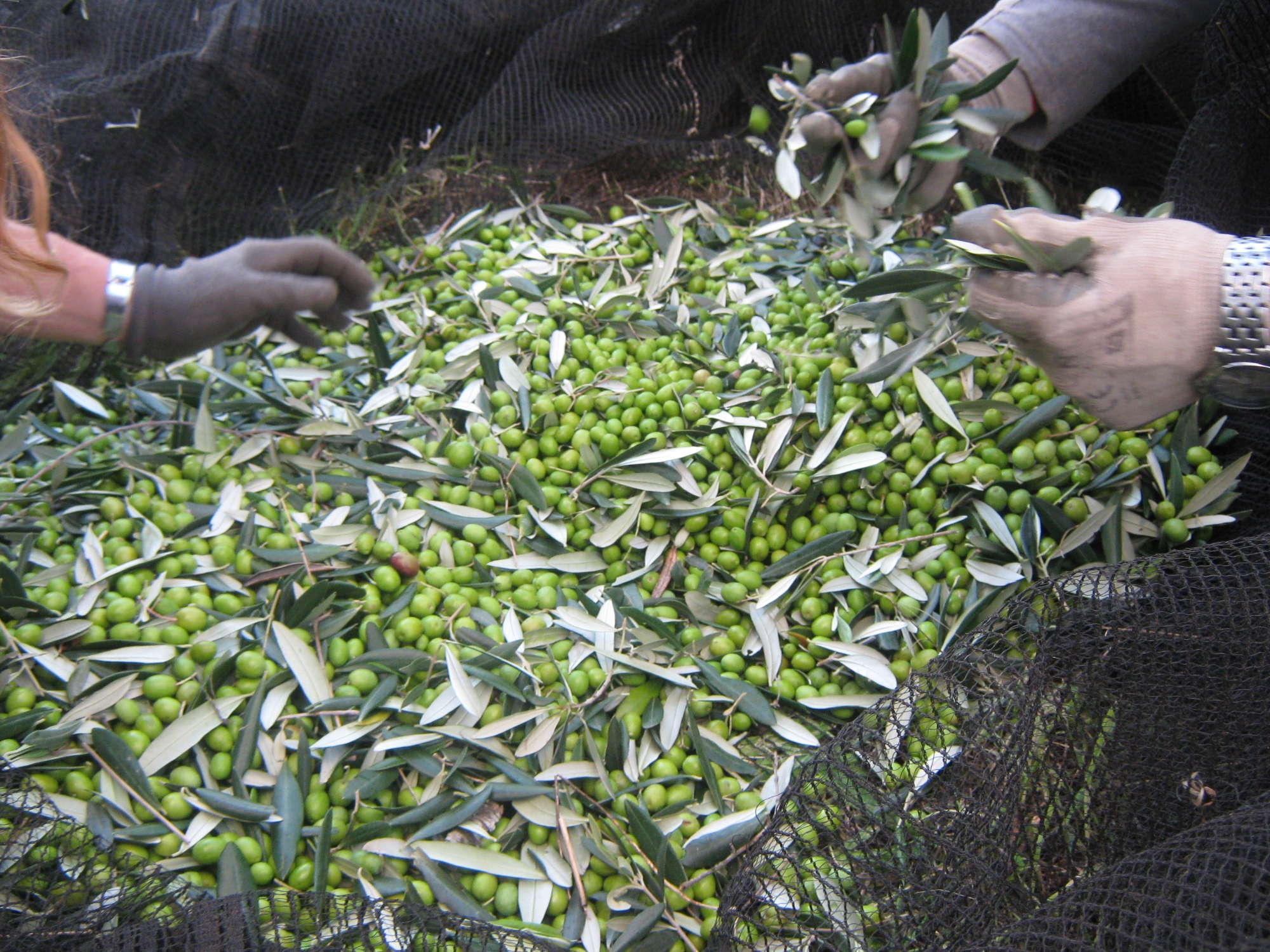 Extra virgin olive oil tasting in Castiglion Fiorentino