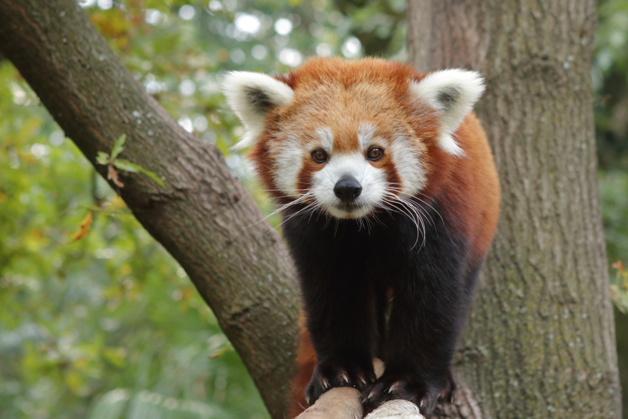 Red panda