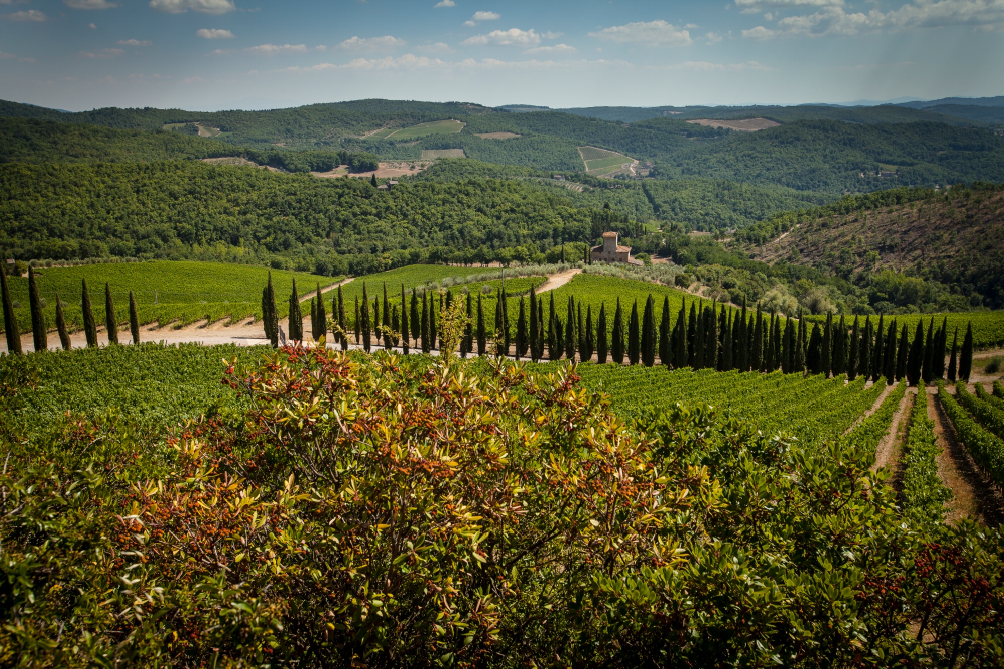 Le colline di Radda in Chianti ricoperte da vigneti. In primo piano, una strada sterrata costeggiata da cipressi e in lontananza una casa colonica.