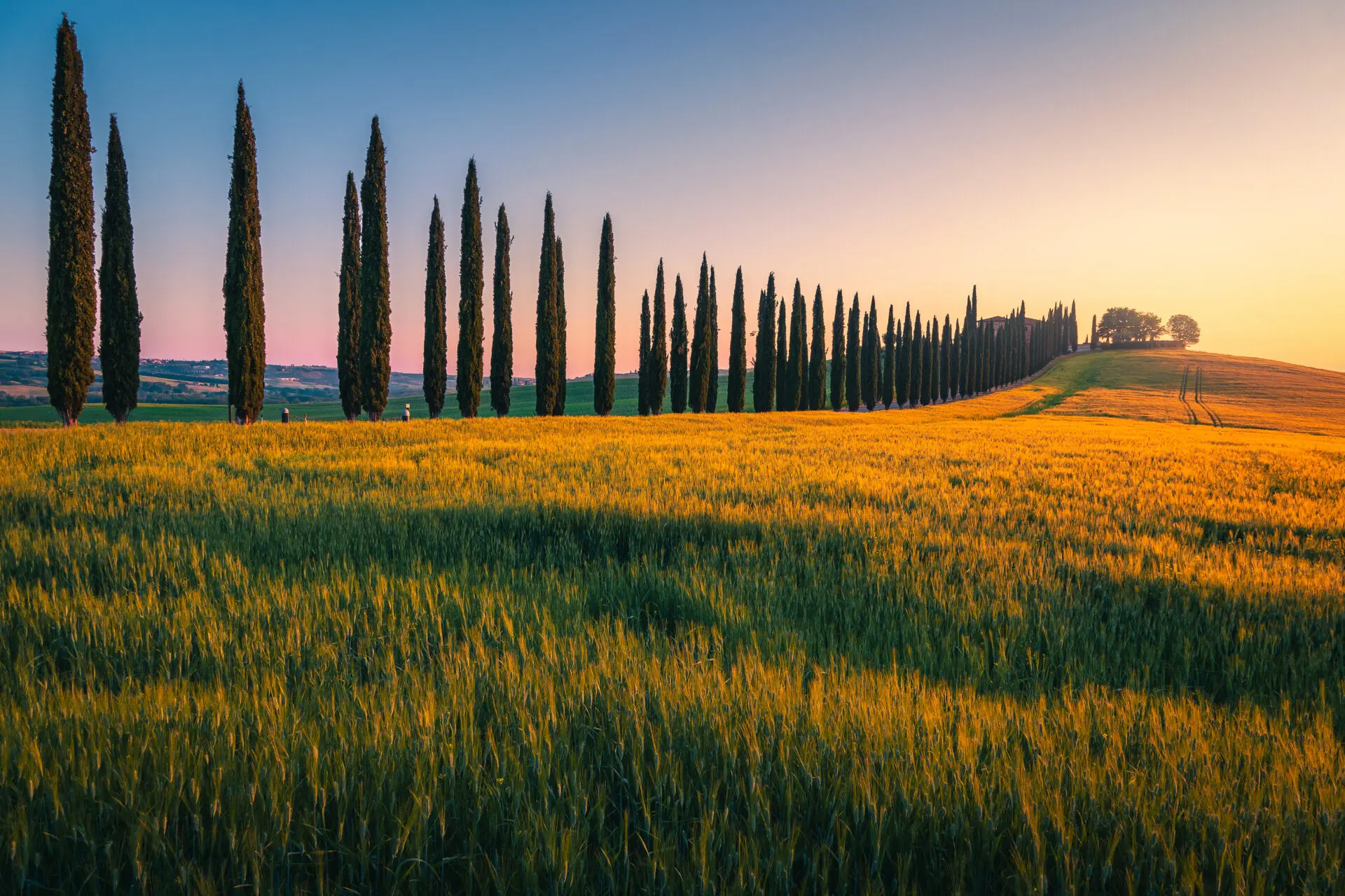 Tasting of all wines produced by Fattoria La Torre in San Gimignano